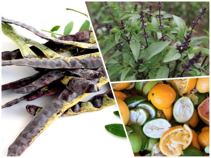 Các loại thảo dược thiên nhiên được sử dụng trong quy trình gội đầu dưỡng sinh như bồ kết, sả, vỏ bưởi.